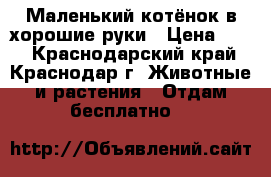 Маленький котёнок в хорошие руки › Цена ­ 10 - Краснодарский край, Краснодар г. Животные и растения » Отдам бесплатно   